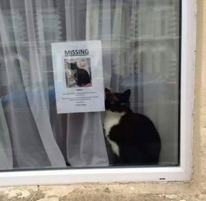 missing-cat-poster-found-next-coverimage1
